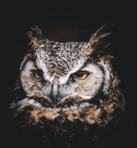 'I Don't Give a Hoot'