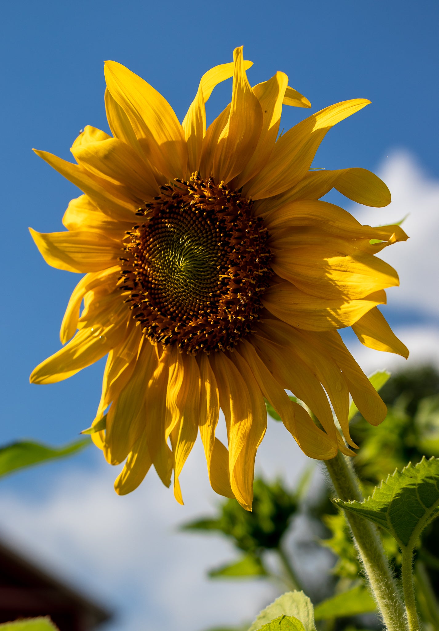 'You Love Me, You Love Me Not'