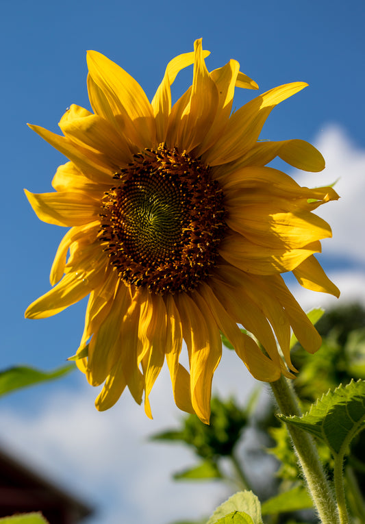 'You Love Me, You Love Me Not'